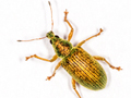 Polydrusus formosus